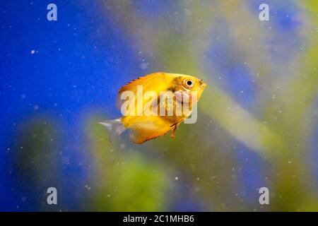 Fresh Baby Discus Portrait of a discus fish baby Stock Photo - Alamy