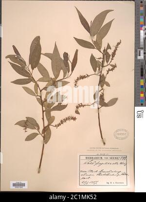 Salix alba L x S fragilis L Salix alba L x S fragilis L. Stock Photo