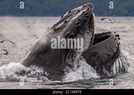 Humpback whale lunge feeding near the Broughton Archipelago, First Nations Territory, British Columbia, Canada. Stock Photo