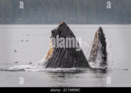 Humpback whale trap feeding near Blackfish Sound off Vancouver Island near the Broughton Archipelago, First Nations Territory, Vancouver Island, Briti Stock Photo