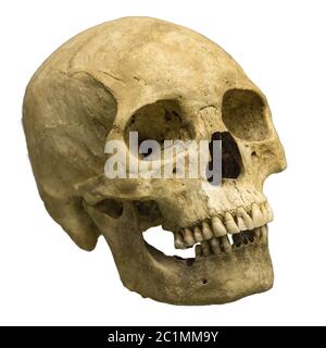Human skull on a white background. Stock Photo