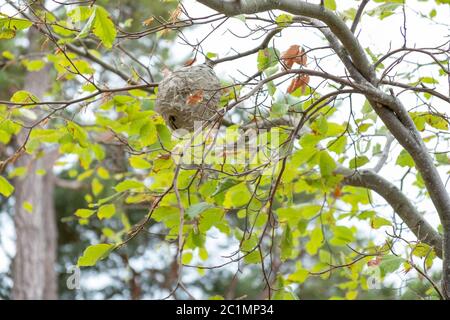 a large wasp nest hidden in the tree Stock Photo