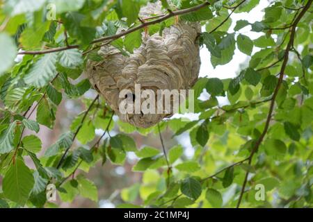 a large wasp nest hidden in the tree Stock Photo