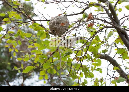 a large wasp nest hidden in the tree Stock Photo