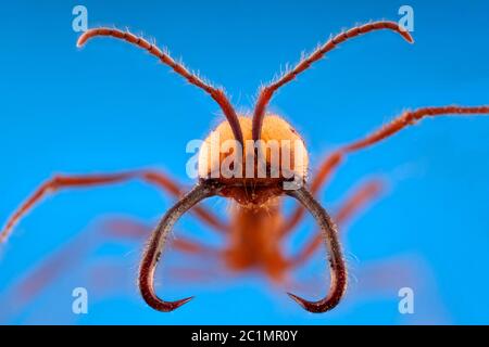 Ant portrait with long jaw in blue background Stock Photo