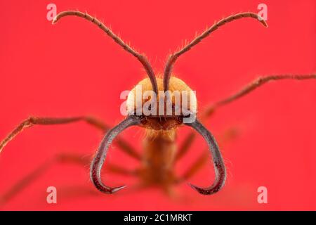 Ant portrait with long jaw in red background Stock Photo