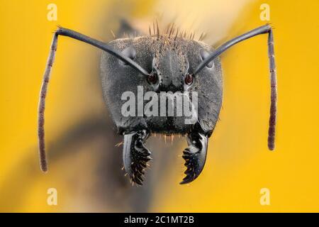 Ant portrait with long jaw in yellow background Stock Photo