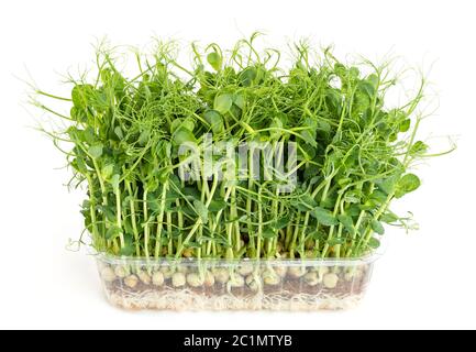 Fresh healthy pea microgreen sprouts isolated on white Stock Photo