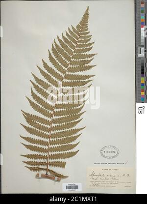 Cyathea aspera L Aiton Cyathea aspera L Aiton. Stock Photo