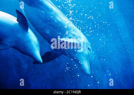 dolphin in blue water Stock Photo