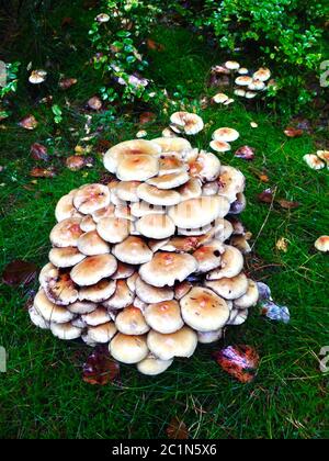 brown mushrooms on a tree stump in the forest Stock Photo