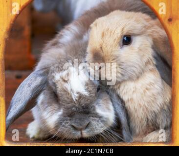 Cuddling rabbits, rams in their box Stock Photo