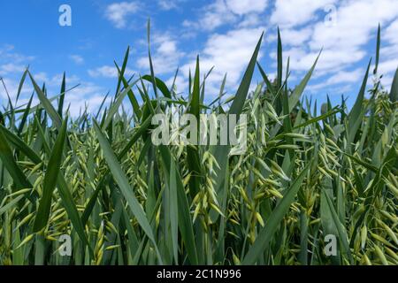 Young oat in closeup on a field in front of a blue and white sky Stock Photo