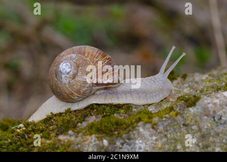 Helix pomatia, common names the Roman snail, Burgundy snail in the forest Stock Photo