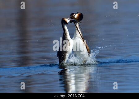 Male Great crested grebe displaying during mating ritual Stock Photo