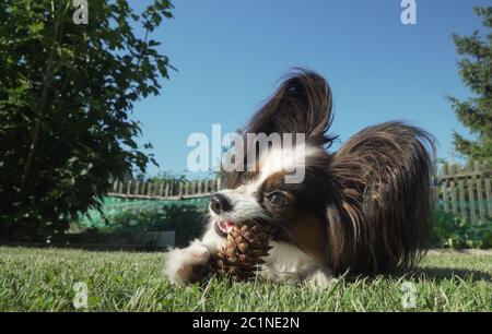 Beautiful dog breed Papillon gnaws spruce cone on lawn Stock Photo