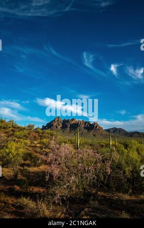 Ironwood trees, along with palo verde trees and saguaro cactus, bloom in May in Ironwood Forest National Monument, Sonoran Desert, Arizona, USA. Stock Photo