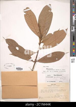 Lithocarpus garrettianus Craib A Camus Lithocarpus garrettianus Craib A Camus. Stock Photo