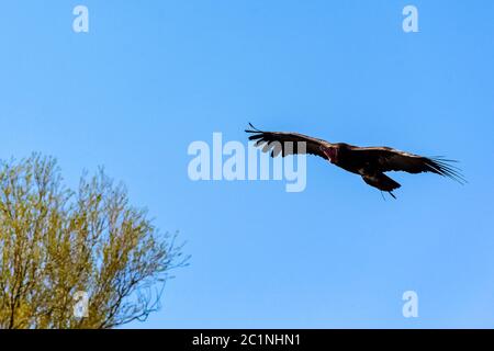 Flying lappet-faced vulture (Torgos tracheliotos) also known as Nubian vulture Stock Photo