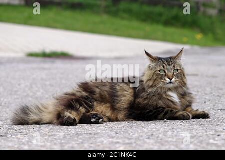 A Norwegian Forest Cat lies on a road. Danger for a cat Stock Photo