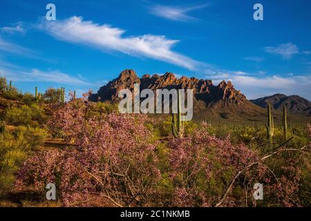 Ironwood trees, along with palo verde trees and saguaro cactus, bloom in May in Ironwood Forest National Monument, Sonoran Desert, Arizona, USA. Stock Photo