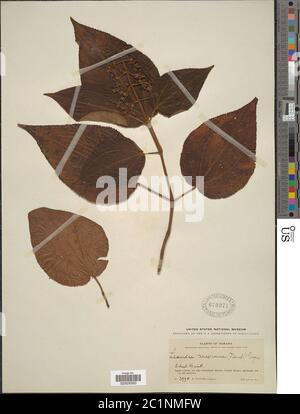 Naudin Vector Leandra mexicana Naudin Cogn Leandra mexicana Naudin Cogn Stock Photo ...