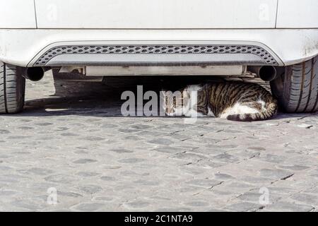 Cat sleeping under a white car Stock Photo