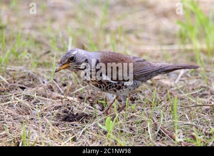 Close-up juniper thrush Turdus pilaris Stock Photo