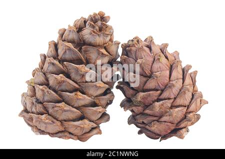 Cedar cone close up isolated on white background Stock Photo