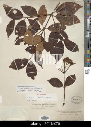 Viburnum acutifolium subsp blandum Viburnum acutifolium subsp blandum. Stock Photo