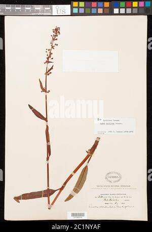 Rumex arcticus Trautv Rumex arcticus Trautv. Stock Photo