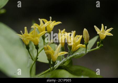 Chiococca alba L Hitchc Chiococca alba L Hitchc. Stock Photo