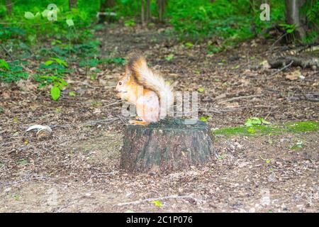 A young red squirrel looks for fallen nuts in the forest Stock Photo