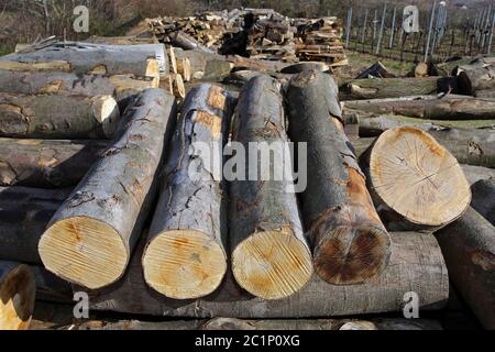 sawed tree trunks Stock Photo