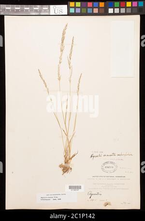 Agrostis exarata Trin Agrostis exarata Trin. Stock Photo