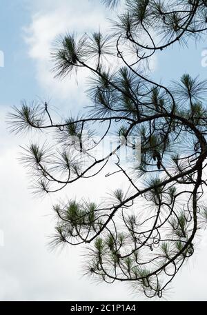 Loblolly pine tree is one of the fastest growing southern pines and is marketed as southern yellow pines and used for pulp, paper, lumber and plywood Stock Photo