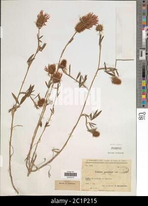 Trifolium purpureum Loisel Trifolium purpureum Loisel. Stock Photo
