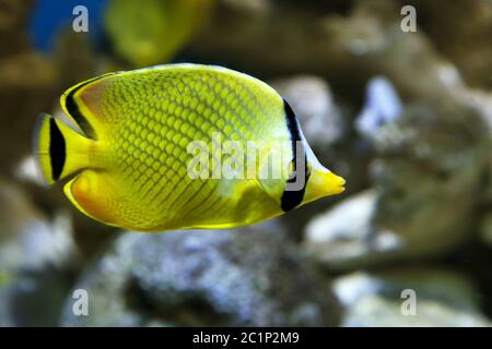 Yellow Butterfly fish Chaetodon rafflesi Stock Photo