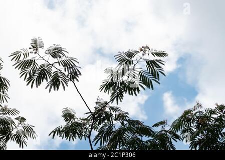 Mimosa tree also called silk tree against a blue sky and wispy white clouds. Fast growing ornamental tree with puffball pink aromatic flowers. Stock Photo