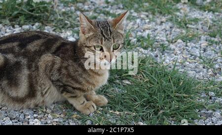 A pregnant cat, a cat to give birth Stock Photo