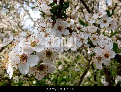 cherry tree in bloom with blurred background 2 Stock Photo