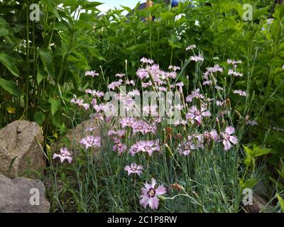 herbaceous plants of the clove family . Small pink flowers bloom from the flower stem on the ground with a decorative stone Stock Photo