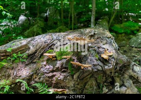 Mushrooms Growing on Fallen Tree Trunk Stock Photo