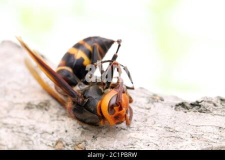 Close-up of dead hornet on a tree surface in autumn Stock Photo