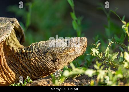 Close up of female Common snapping turtle( Charadriiformes) Stock Photo