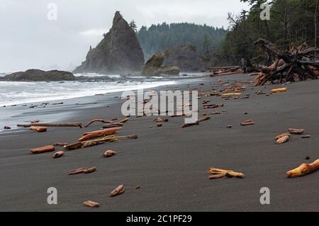 WA16843-00....WASHINGTON - Drift wood, logs and root balls, blown in by the winter storms on Rialto Beach near Hole-in-the-Wall in Olympic National Pa Stock Photo