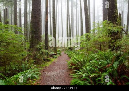 WA16847-00...WASHINGTON - Third Beach trail through second growth forest in Olympic National Park. Stock Photo