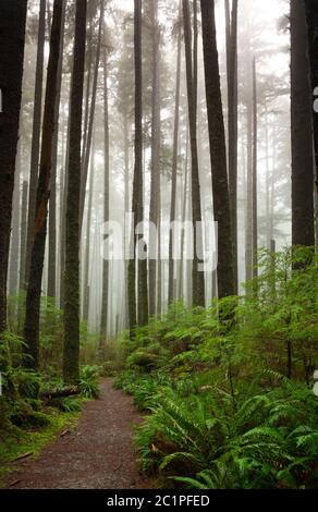 WA16849-00...WASHINGTON - Third Beach trail through second growth forest in Olympic National Park. Stock Photo