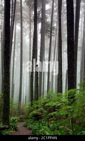 WA16850-00...WASHINGTON - Third Beach trail through second growth forest in Olympic National Park. Stock Photo