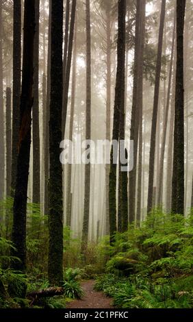 WA16851-00...WASHINGTON - Third Beach trail through second growth forest in Olympic National Park. Stock Photo